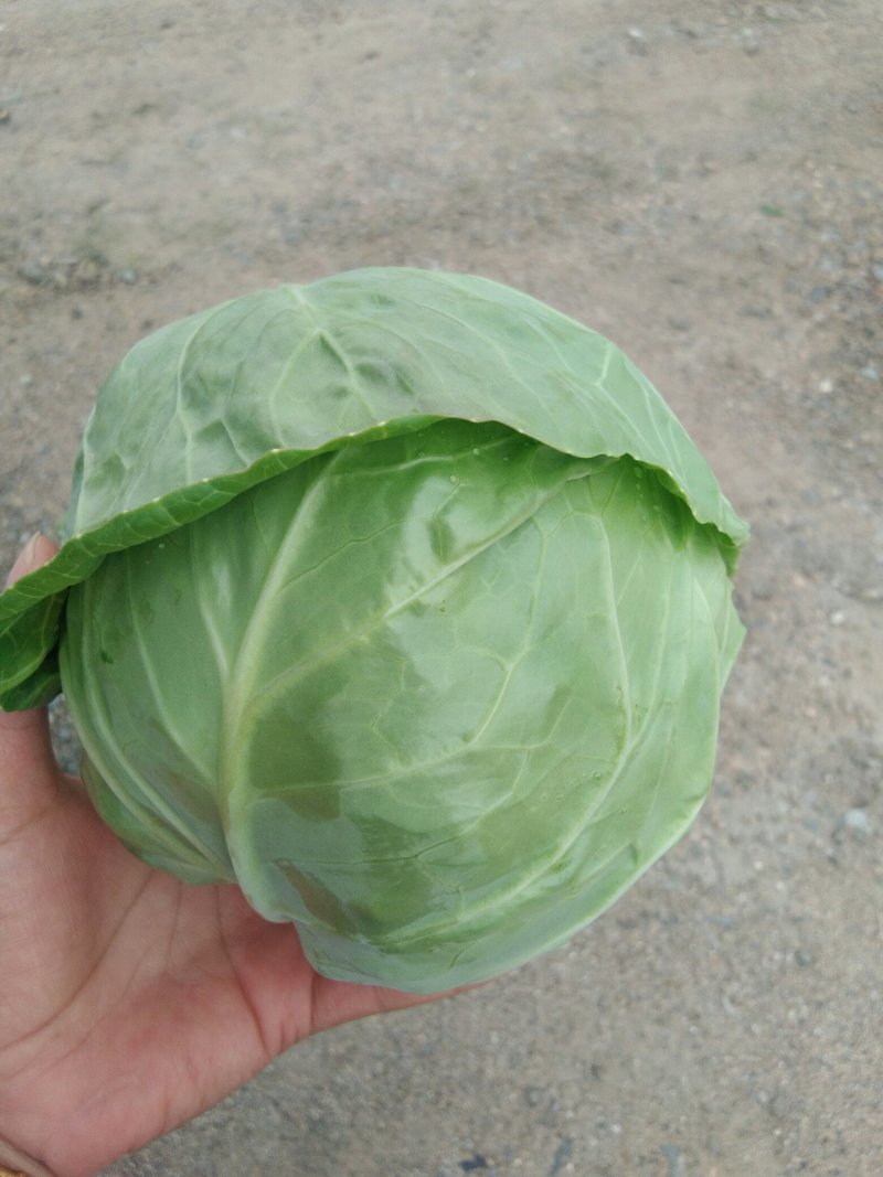 河北坝上大青沟优质甘蓝基地
