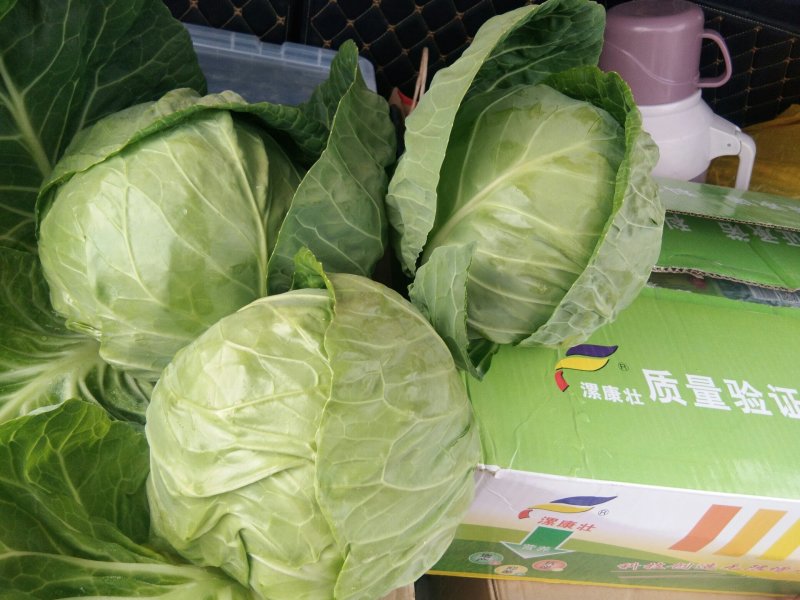 河北坝上大青沟优质甘蓝基地