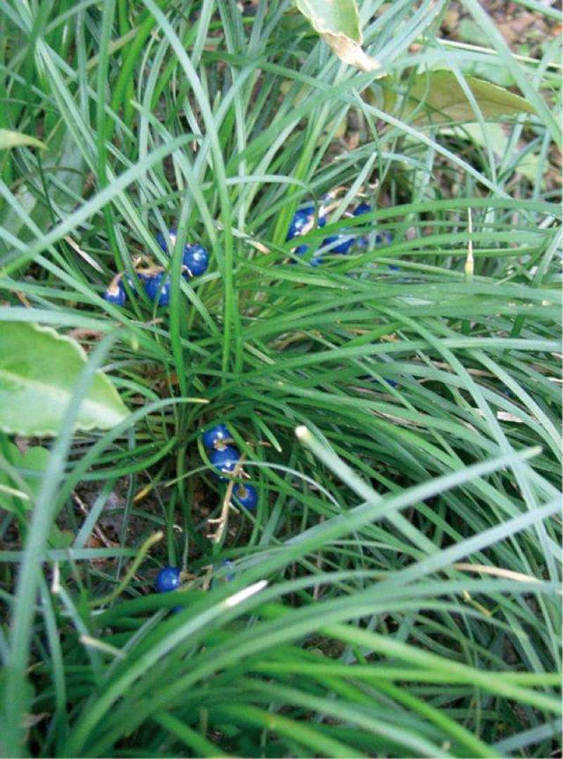 沿阶草（麦冬），批发沿阶草，沿阶草基地直供