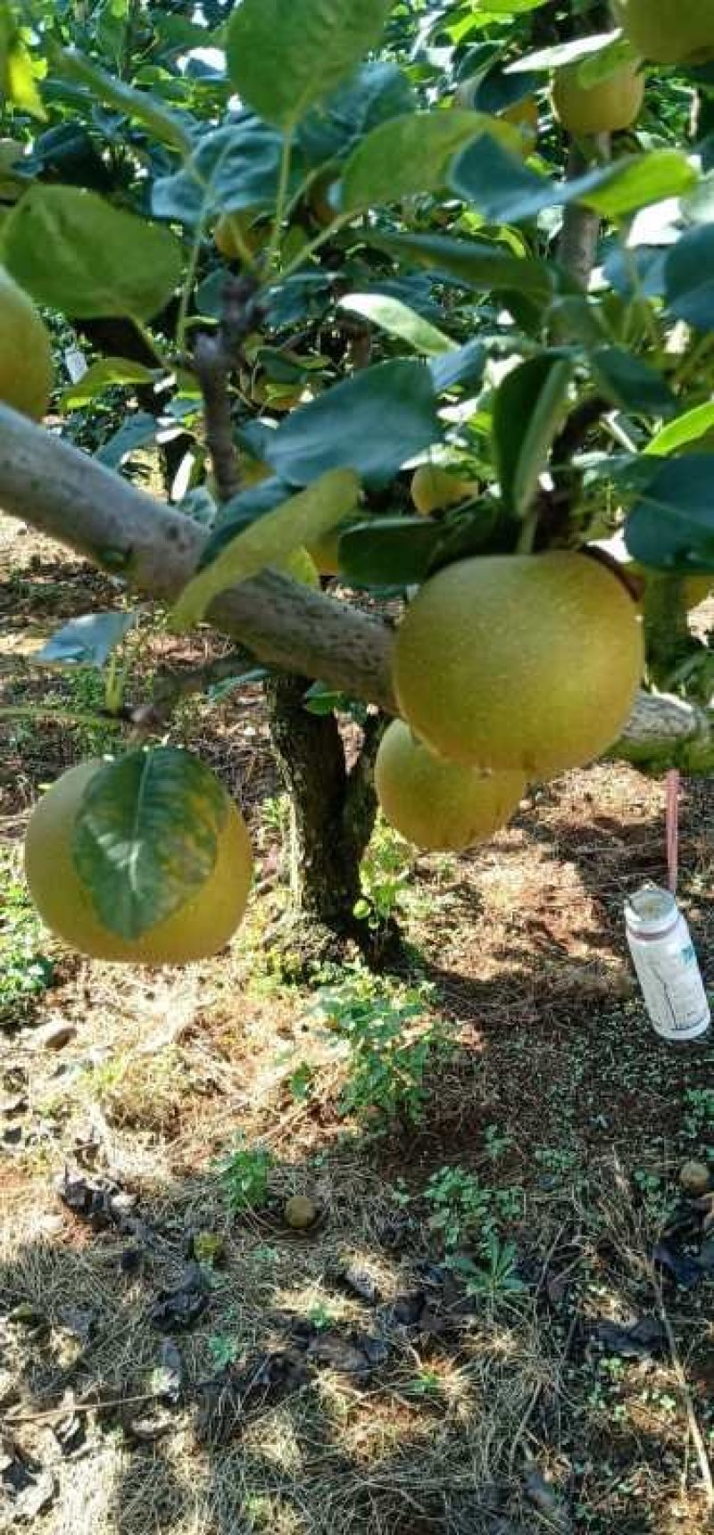 翠冠梨大量上市