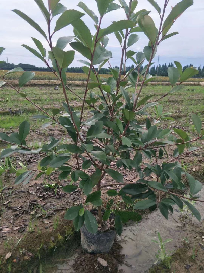 红叶石楠大杯红叶石楠小杯石楠球石楠树基地直销