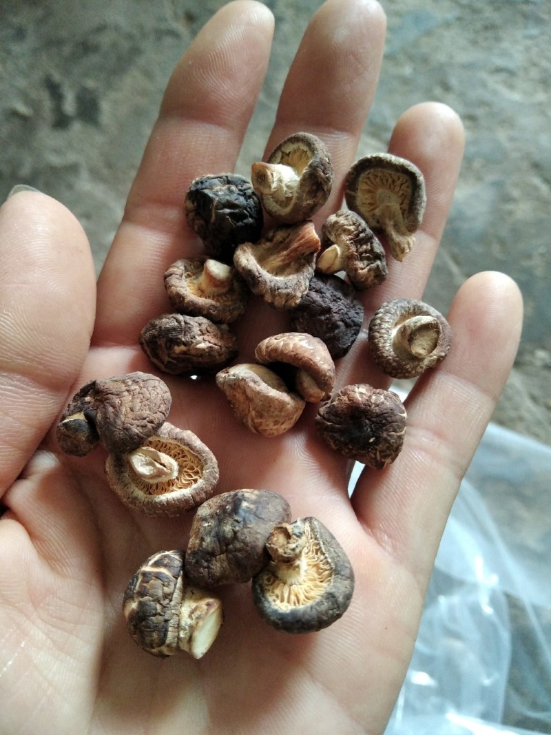 ，冬菇珍珠菇，1～1.5一手货源产地直供