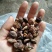 ，冬菇珍珠菇，1～1.5一手货源产地直供