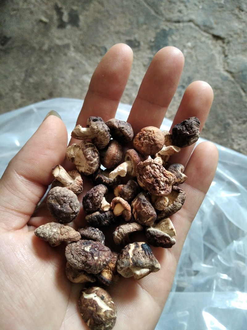 ，冬菇珍珠菇，1～1.5一手货源产地直供
