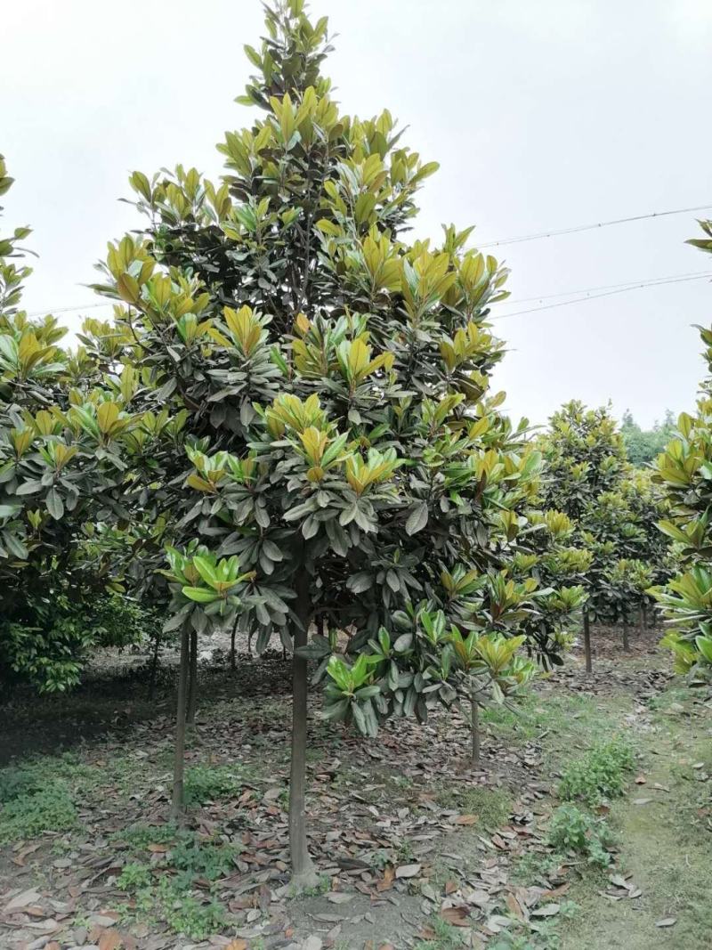 广玉兰，5-10公分广玉兰，成都货源，价格面议