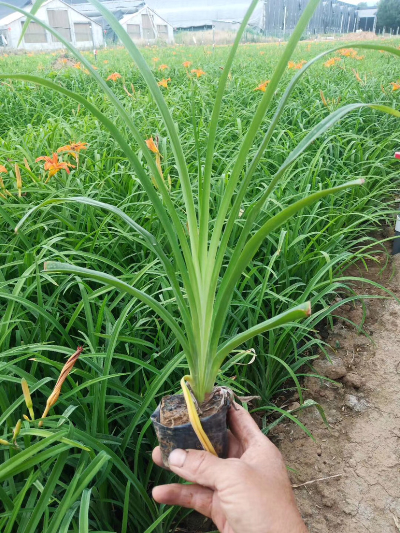 精选大花萱草金娃娃萱草产地直销带技术支持欢迎电联