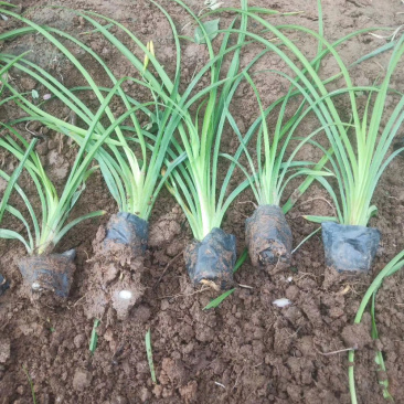 精选大花萱草金娃娃萱草产地直销带技术支持欢迎电联