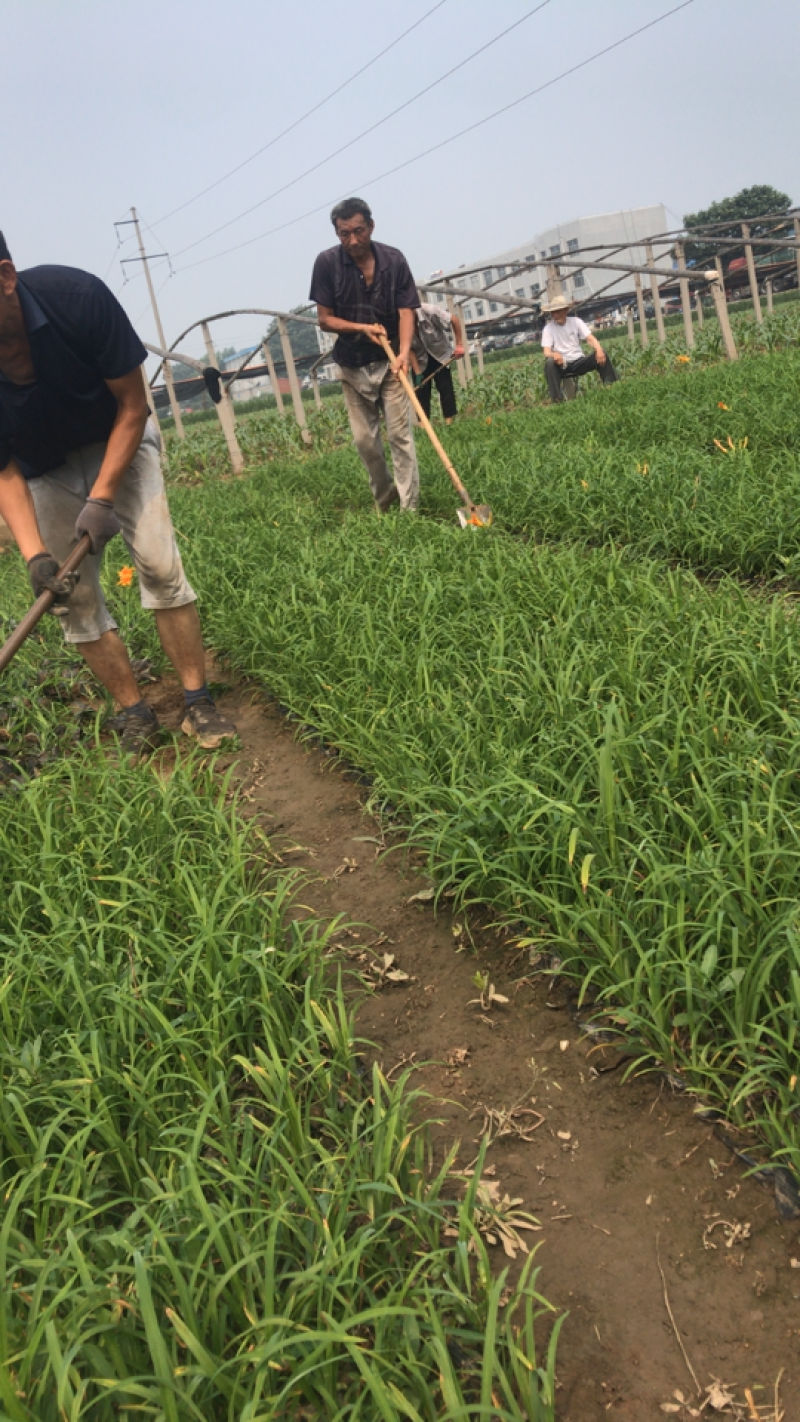精选大花萱草金娃娃萱草产地直销带技术支持欢迎电联