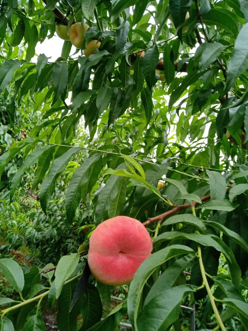 蟠桃