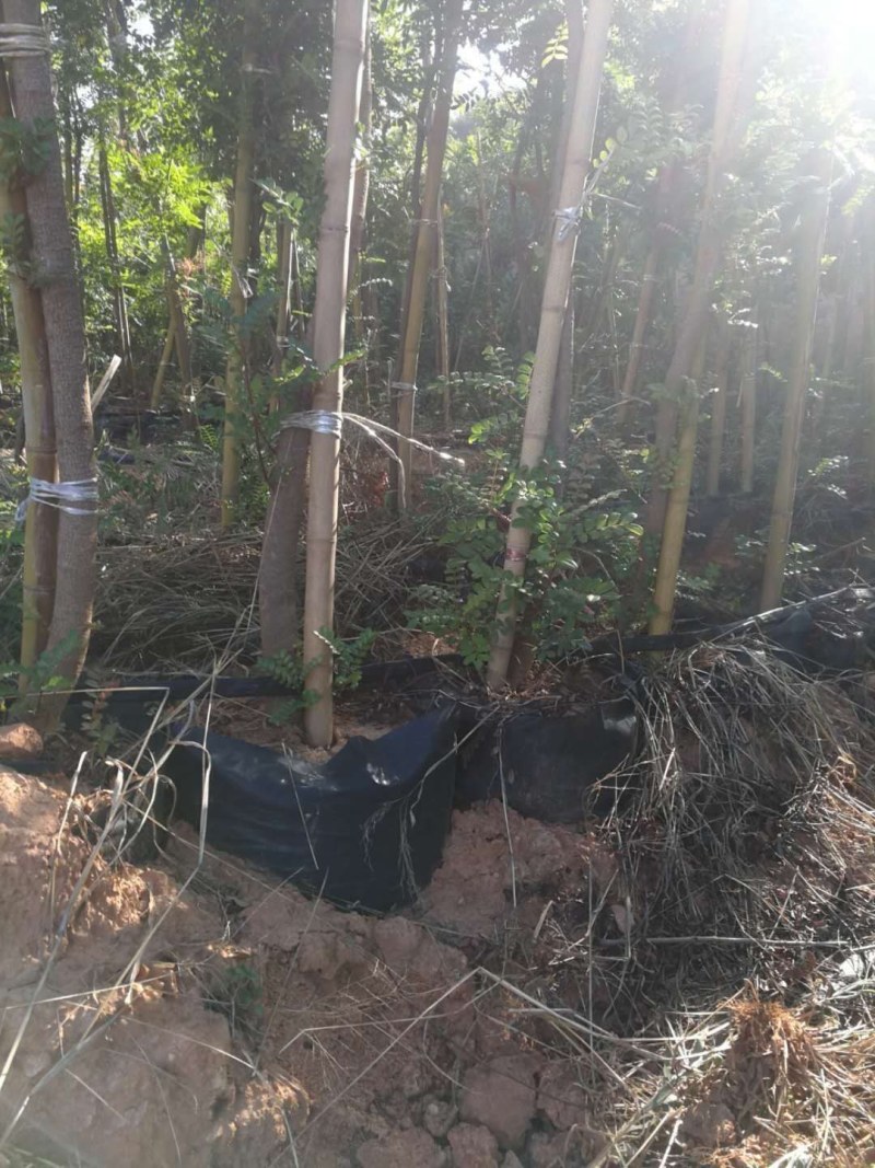 清香木地径3-4公分大杯苗