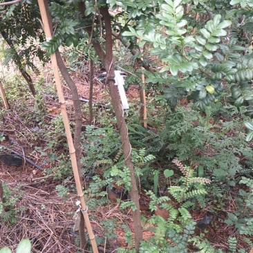 清香木地径3-4公分大杯苗