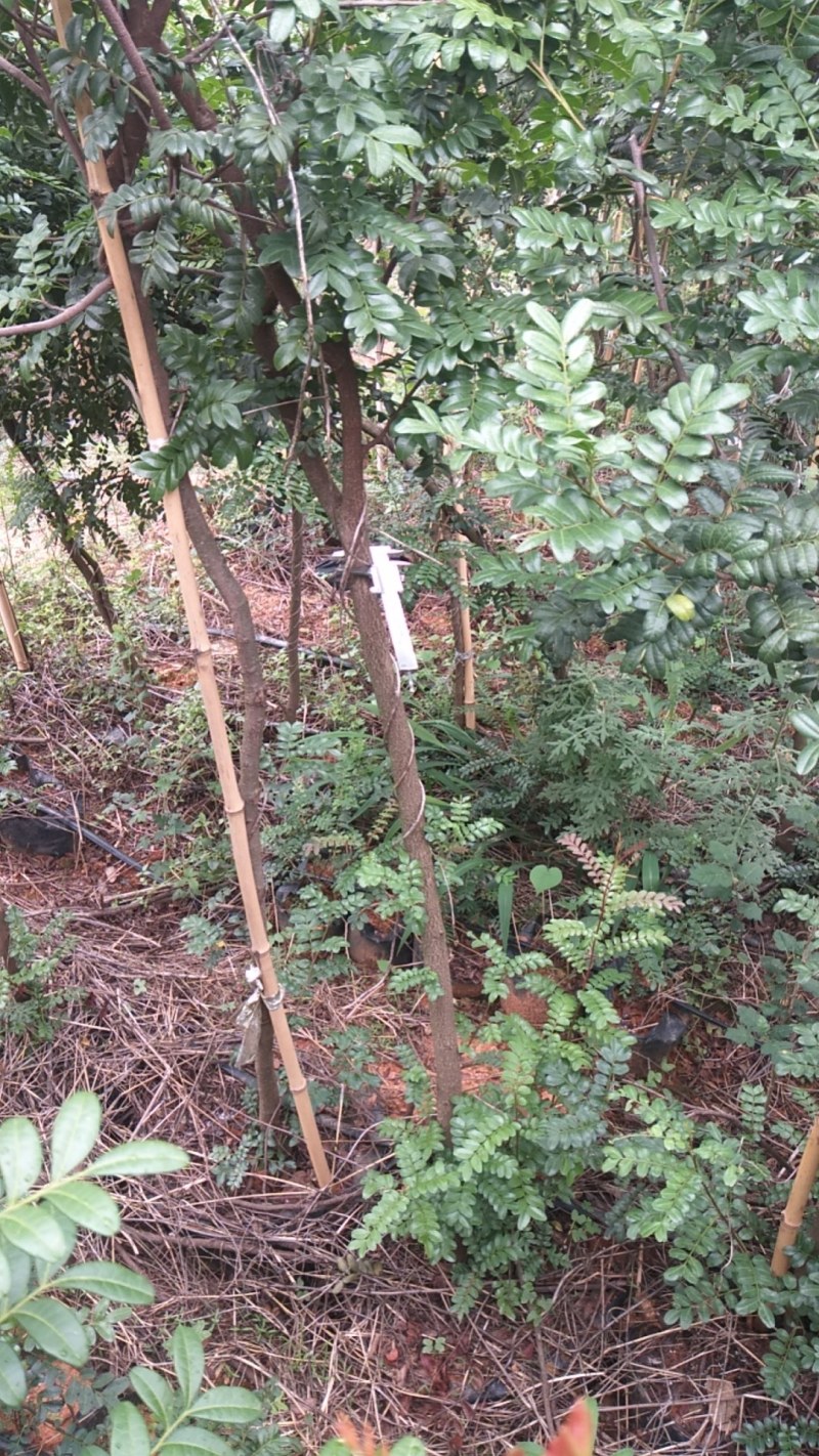 清香木地径3-4公分大杯苗