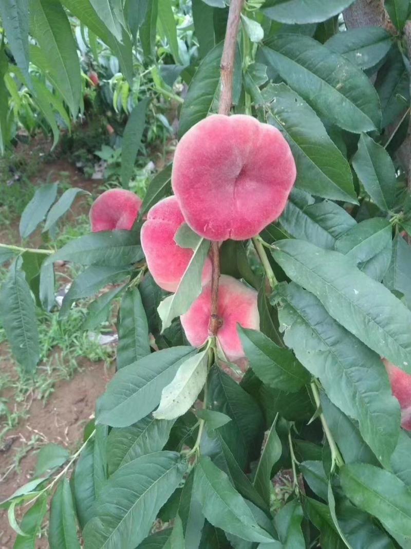 蟠桃