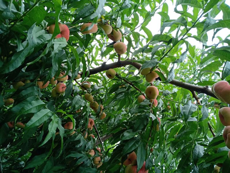 蟠桃