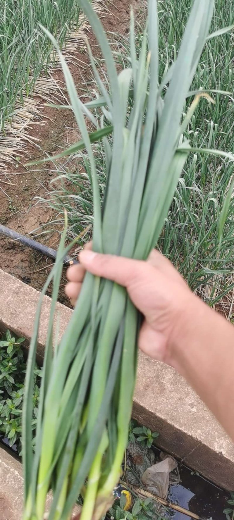 精品红根蒜苗，产地直发，欢迎实地考察，全国接单。