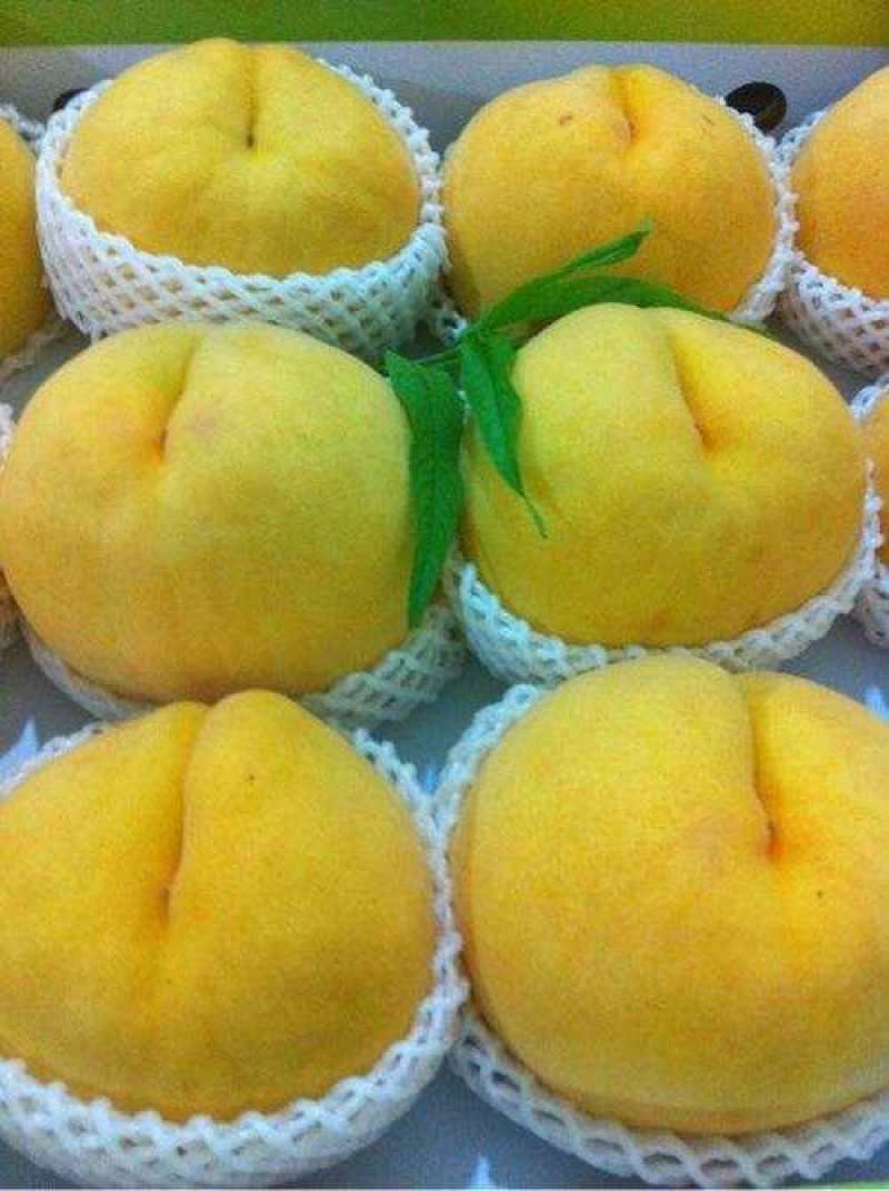 【惊爆价】安徽砀山精品黄桃大量上市电商果罐头厂