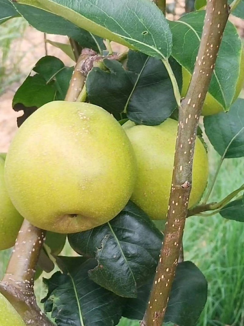 早白蜜
