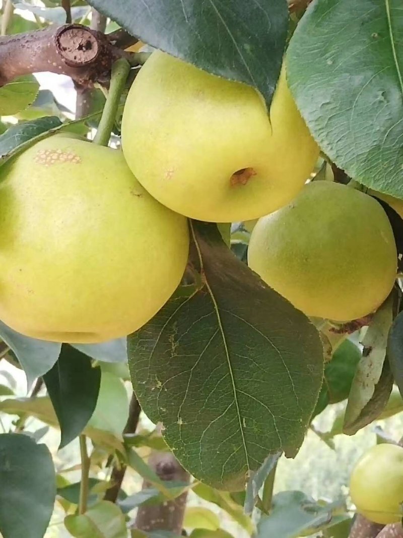 早白蜜