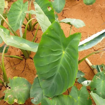 直销种植面积1000亩芋头