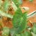 直销种植面积1000亩芋头