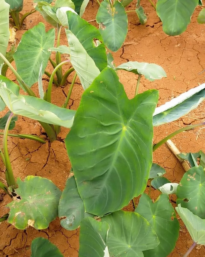 直销种植面积1000亩芋头