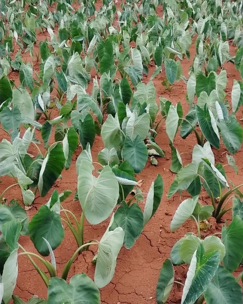 直销种植面积1000亩芋头