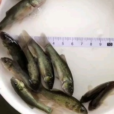 丁桂鱼苗丁岁鱼苗厂家直销更多良种鱼苗大量有售