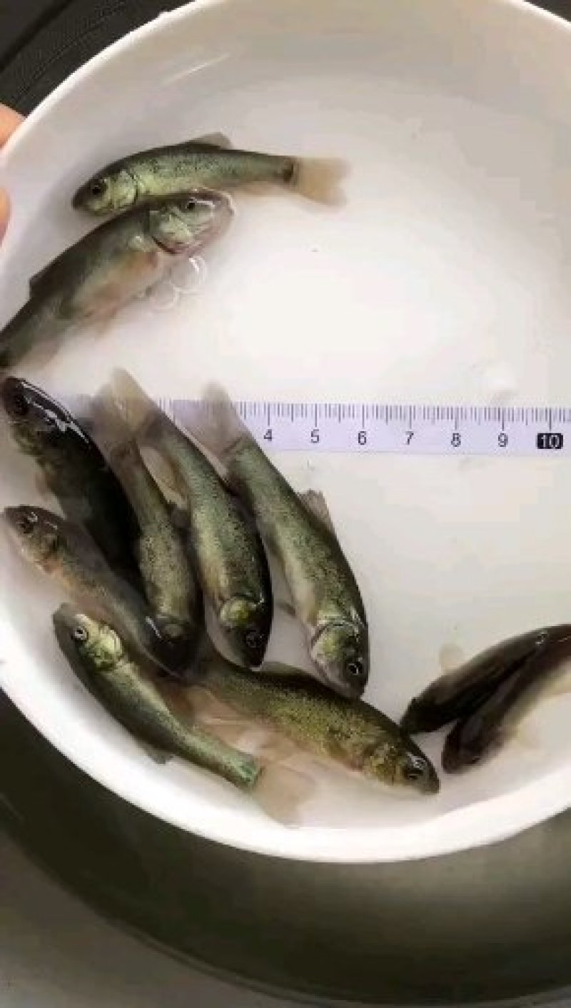 丁桂鱼苗丁岁鱼苗厂家直销更多良种鱼苗大量有售