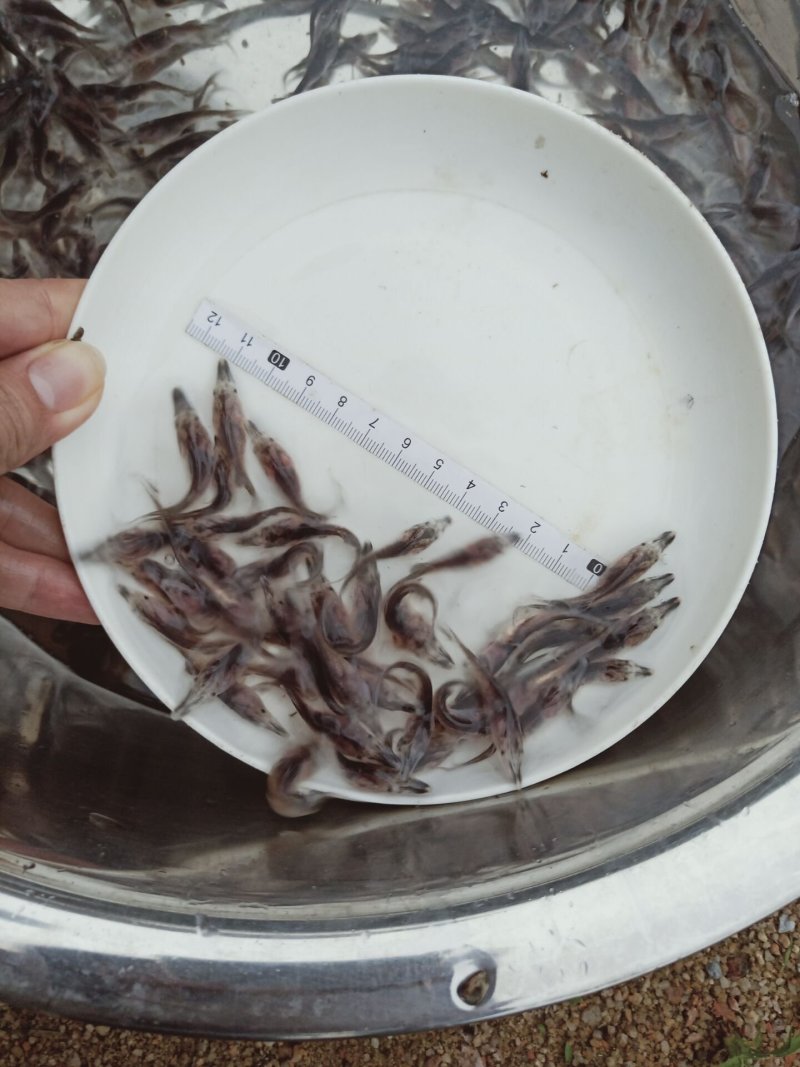 丁桂鱼苗丁岁鱼苗厂家直销更多良种鱼苗大量有售