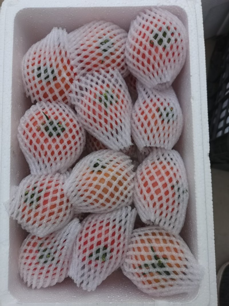 口感西红柿水果番茄潍坊产地直供