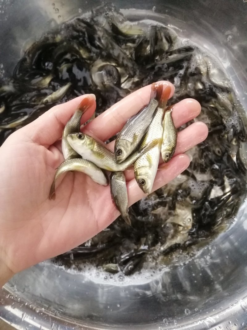 丁桂鱼苗丁岁鱼苗厂家直销更多良种鱼苗大量有售