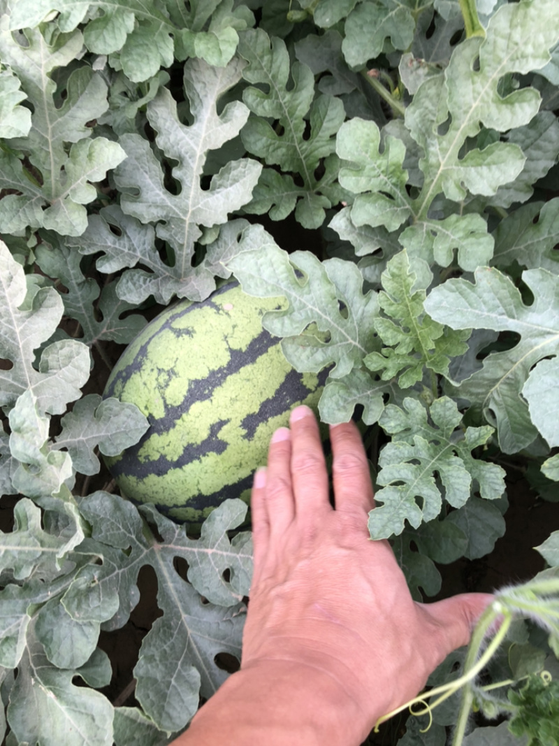 【推荐】西瓜6.15上市市级示范点种植基地地头价格