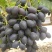 河北饶阳紫甜无核A17葡萄