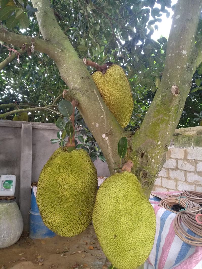 广东菠萝蜜，有常有，金包，奶奶糖等品种，