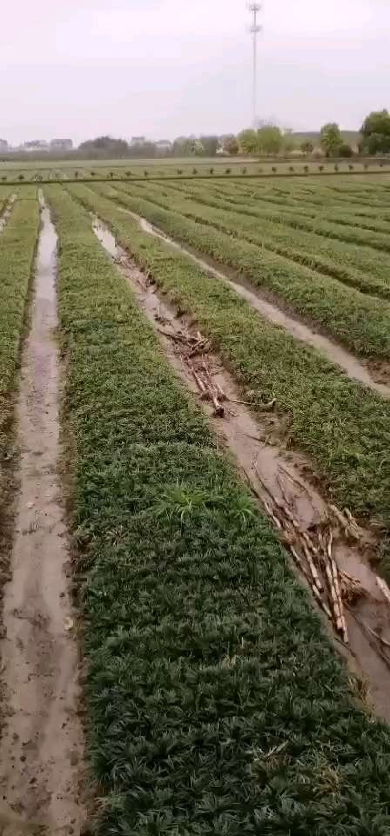 水生植物：小兔子狼尾草：花芦竹：水生鸢尾：紫叶狼尾草：