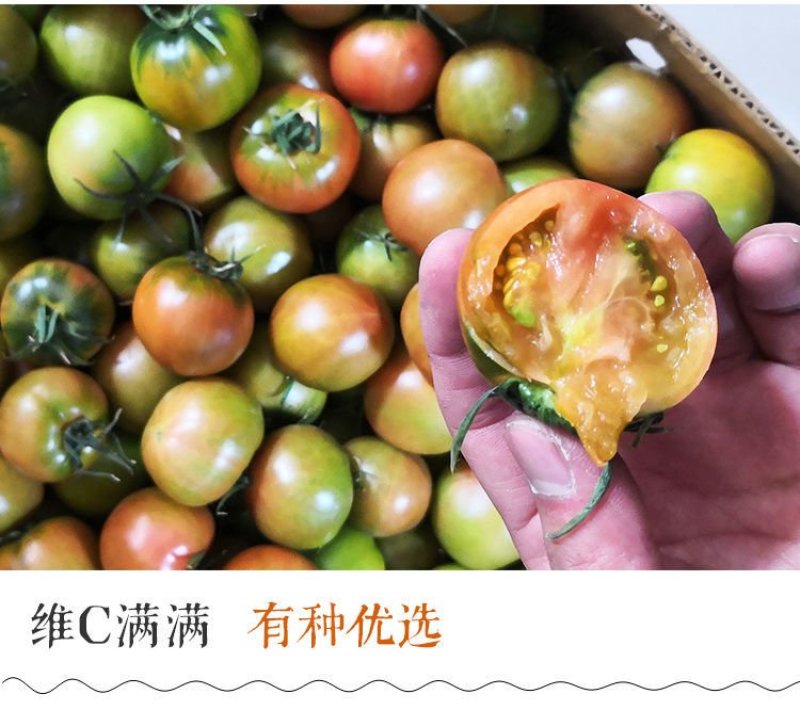 口感西红柿水果番茄潍坊产地直供