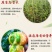 口感西红柿水果番茄潍坊产地直供