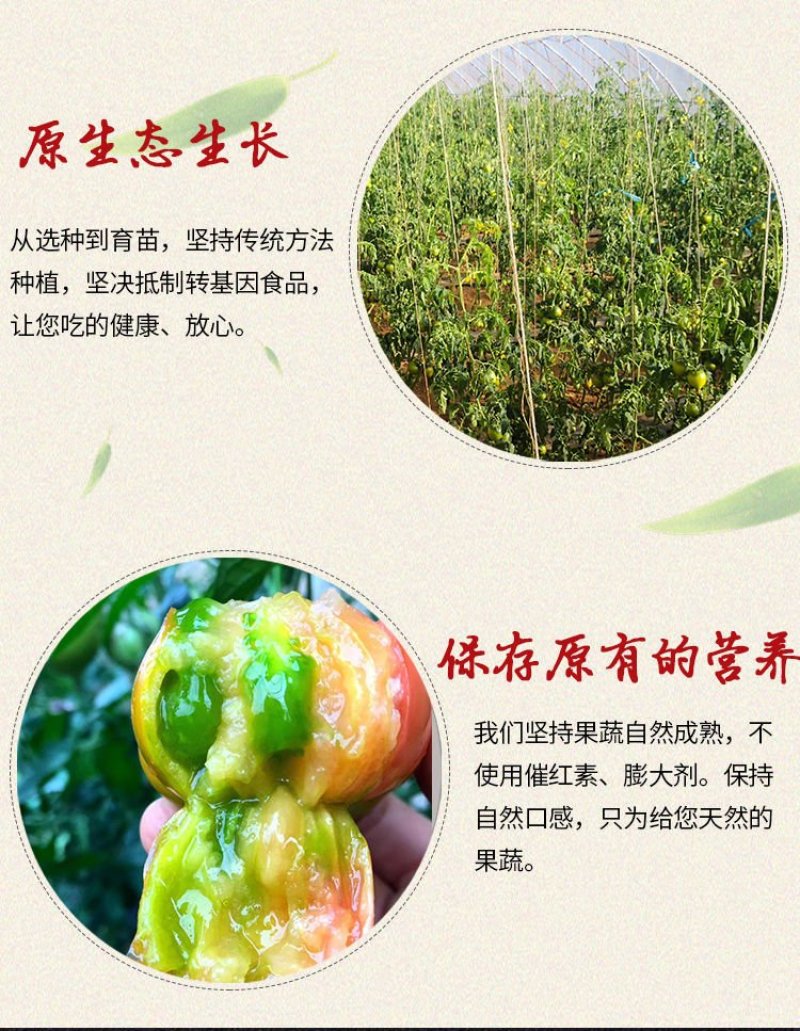 口感西红柿水果番茄潍坊产地直供