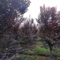 红叶李基地，精品红叶李。