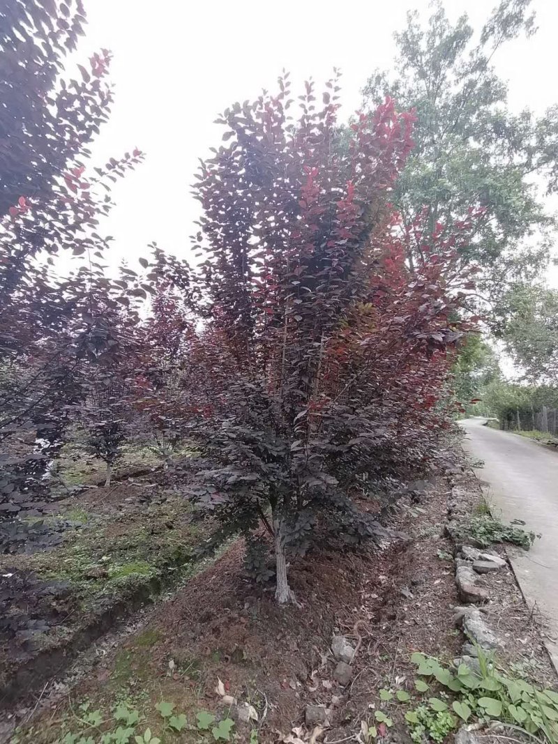 红叶李基地，精品红叶李。