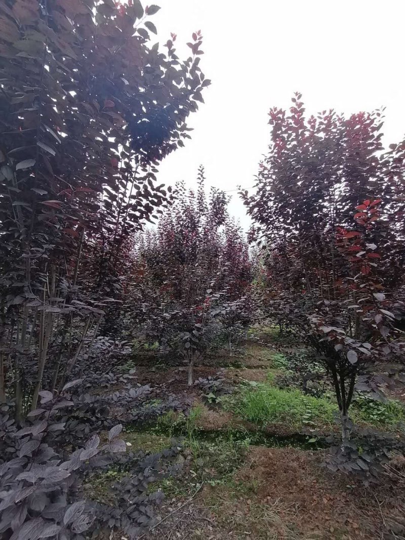 红叶李基地，精品红叶李。