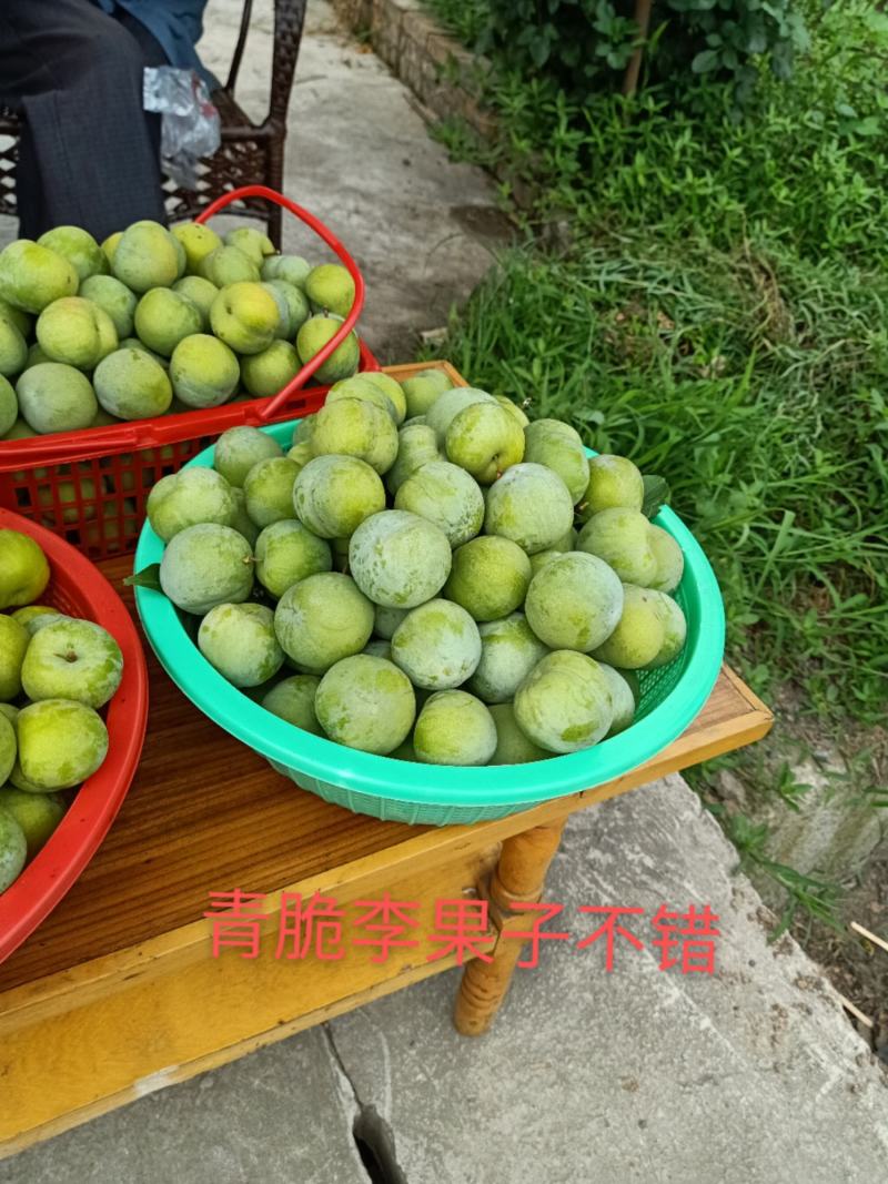 【有好货】青脆李脆红李五月脆李蜂糖李/技术免费/在线交易