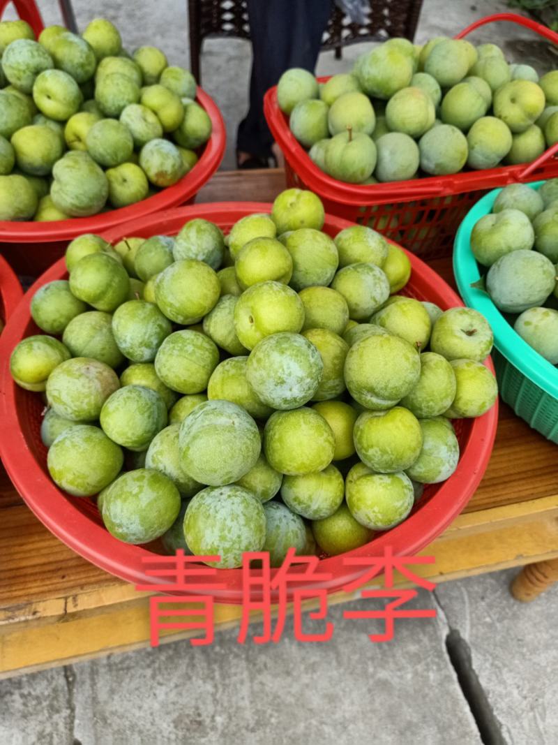 【有好货】青脆李脆红李五月脆李蜂糖李/技术免费/在线交易