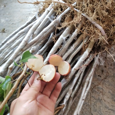 A4无核荔枝苗桂味荔枝苗妃子笑荔枝苗仙进奉荔枝苗包邮