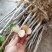A4无核荔枝苗桂味荔枝苗妃子笑荔枝苗仙进奉荔枝苗包邮