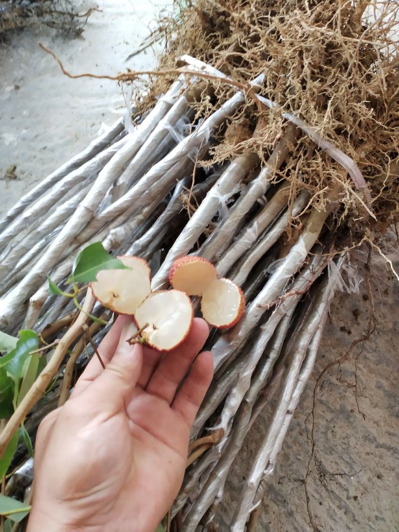 A4无核荔枝苗桂味荔枝苗妃子笑荔枝苗仙进奉荔枝苗包邮