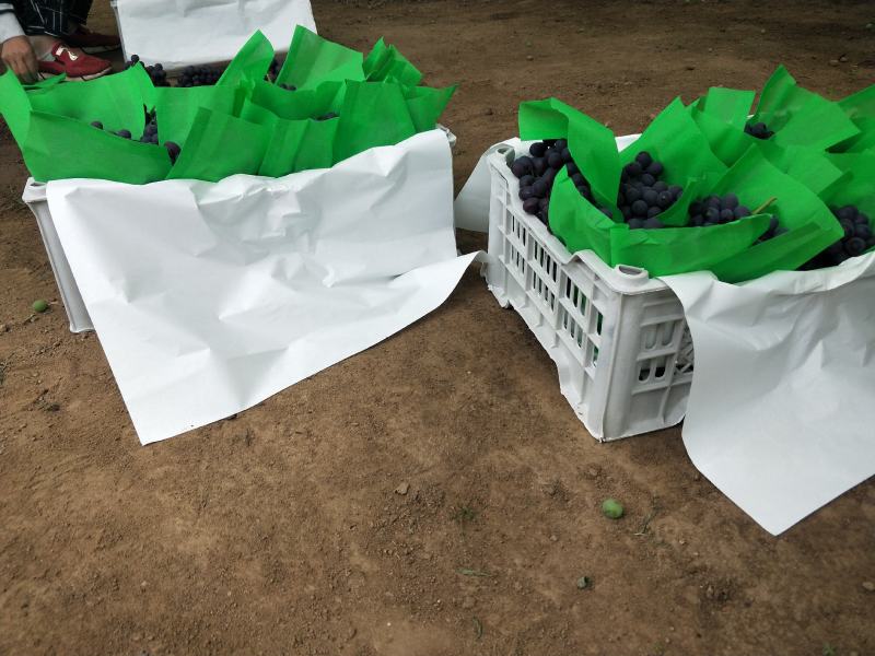 河北昌黎葡萄玫瑰香无核富硒精品（温室大棚葡萄）
