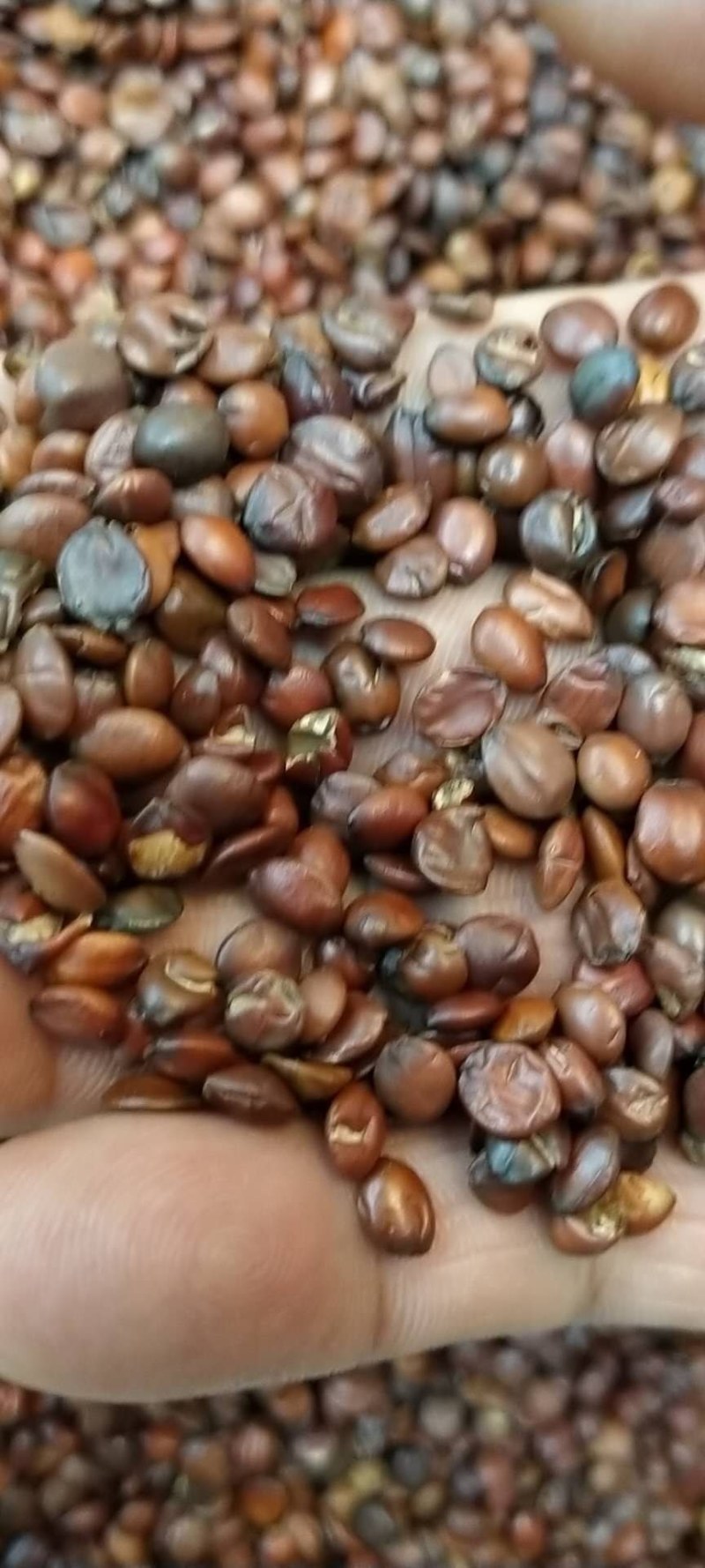 酸枣仁！产地直销，规格齐全，价格优！大货批发，一手货源！