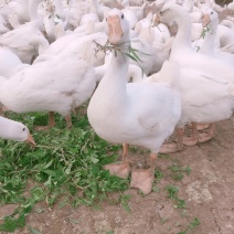 出售商品鹅肉鹅杂交白鹅