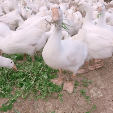 出售商品鹅肉鹅杂交白鹅